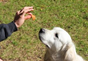 Read more about the article The Best Golden Retriever Treats: Healthy, Tasty, and Tail-Wagging Approved