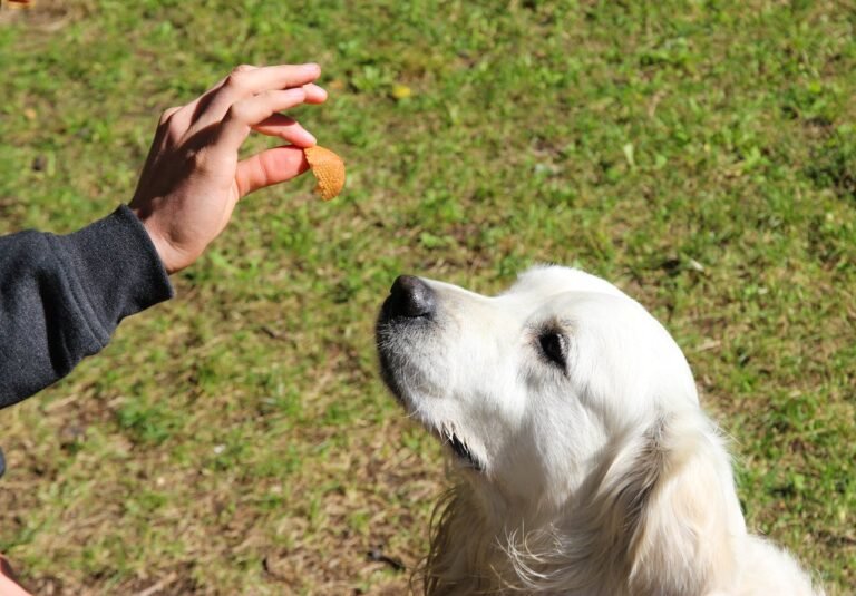 Golden Retriever Treats