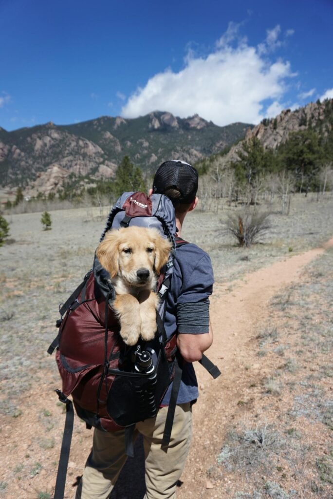 Travel Suitcase for Dogs