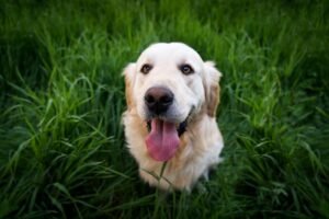 Read more about the article Are Golden Retrievers Easy to Train? A Guide for New Owners