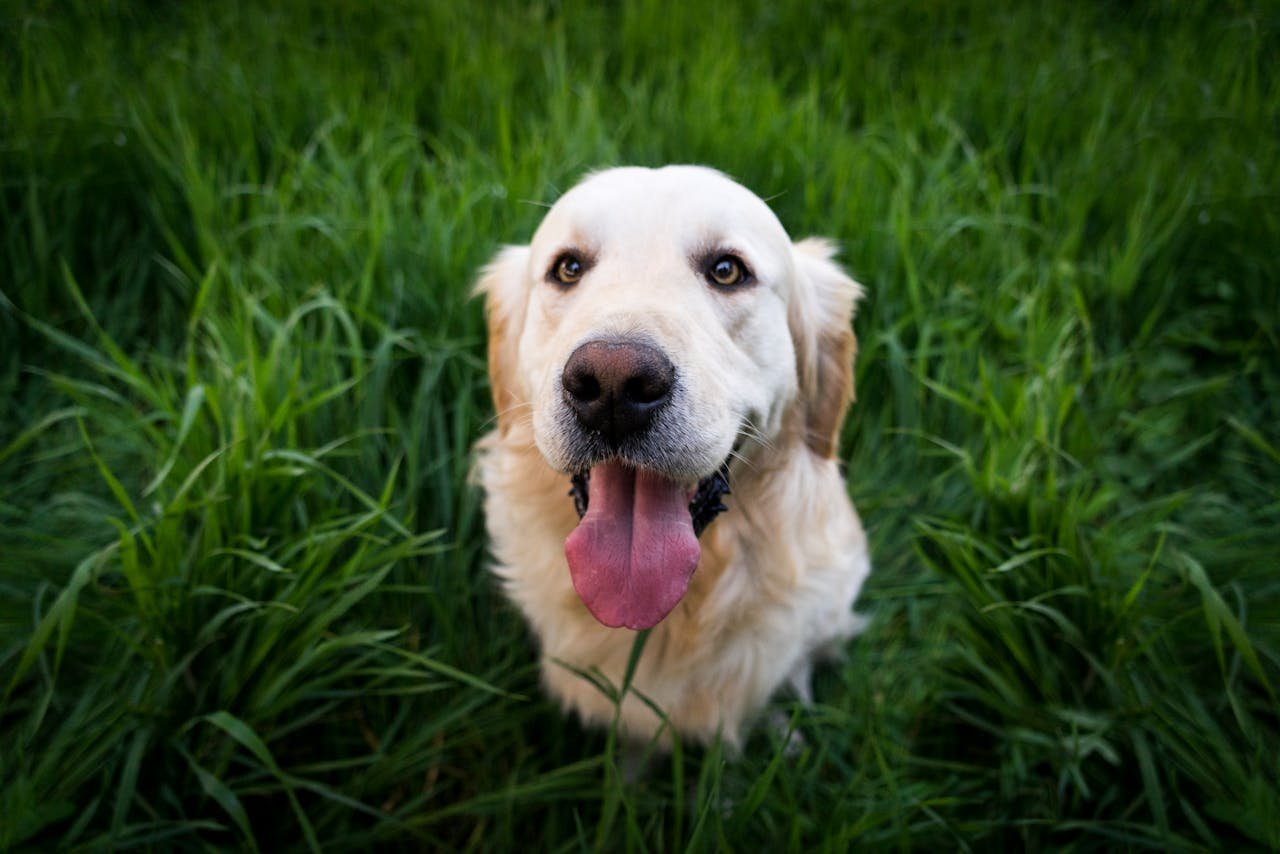 You are currently viewing Are Golden Retrievers Easy to Train? A Guide for New Owners