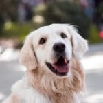 Golden Retriever Lifespan Explained: Average Age, Health Risks, and What Owners Should Know in 2025