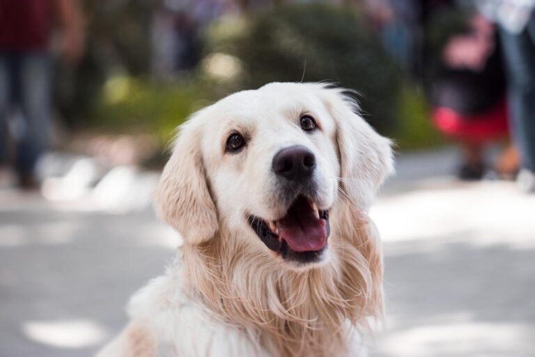 Golden Retriever Lifespan