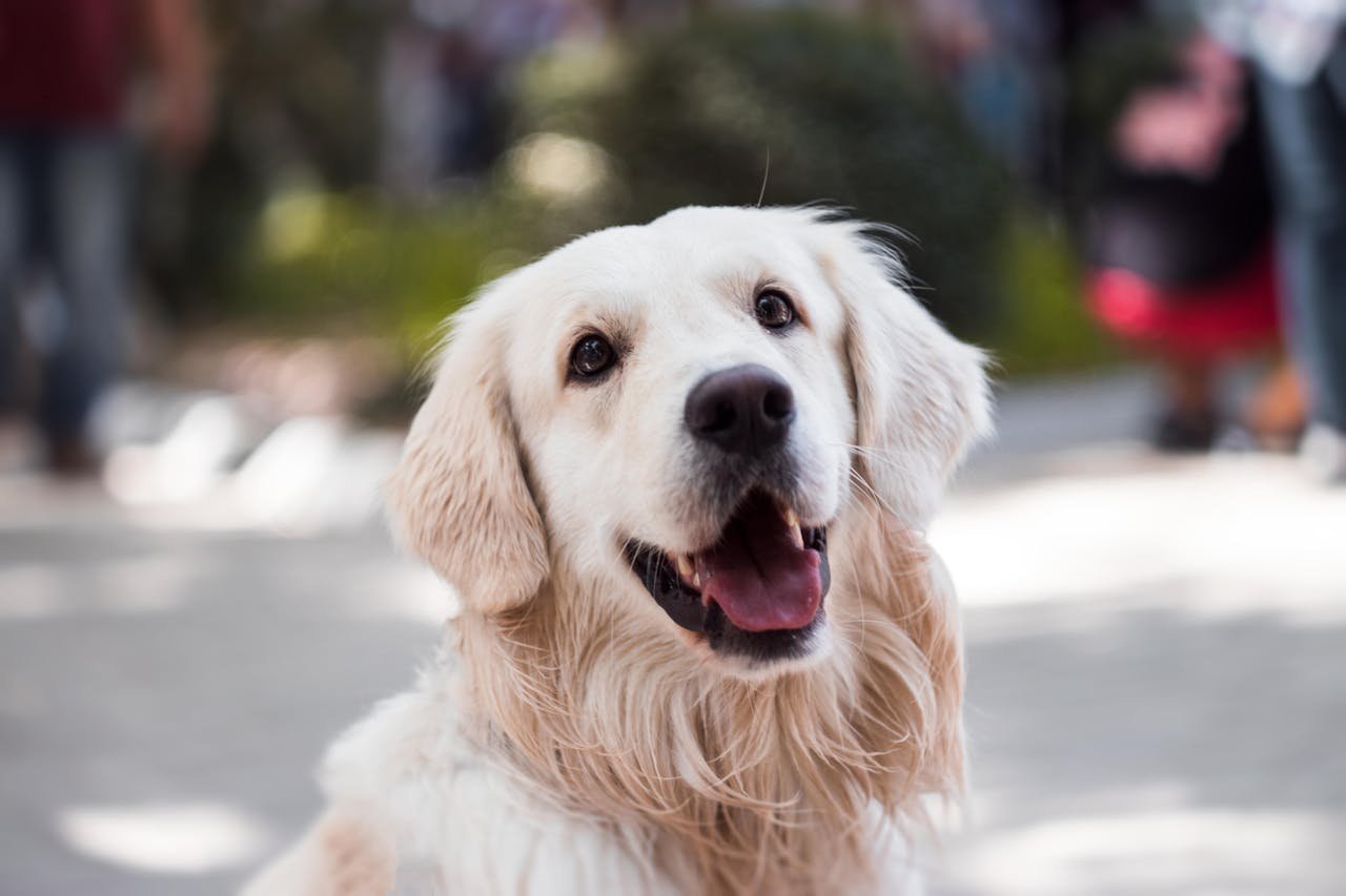 You are currently viewing Golden Retriever Lifespan Explained: Average Age, Health Risks, and What Owners Should Know in 2025
