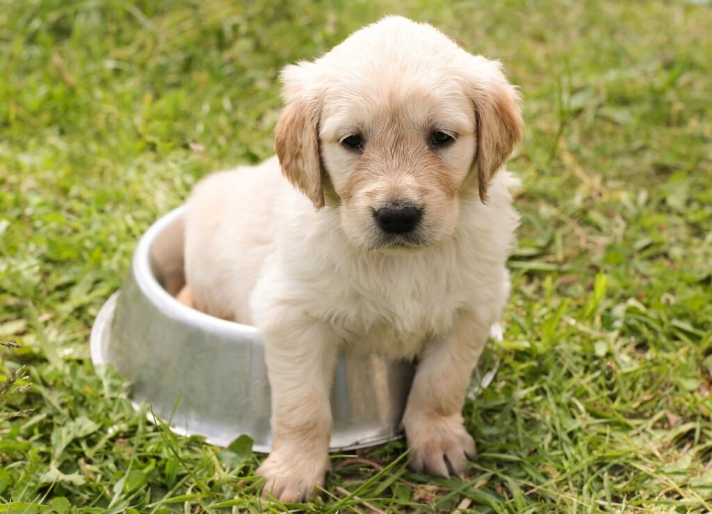 What´s the best dog food for Golden Retrievers: Puppy