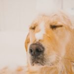 My Eye-opening Experience Using Oatmeal Shampoo for Dogs on My Golden Retriever in 2025