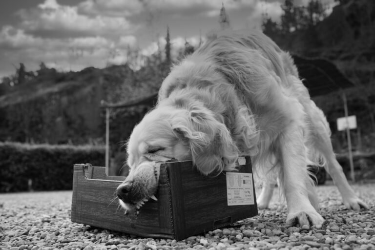 Golden Retriever Bite Force