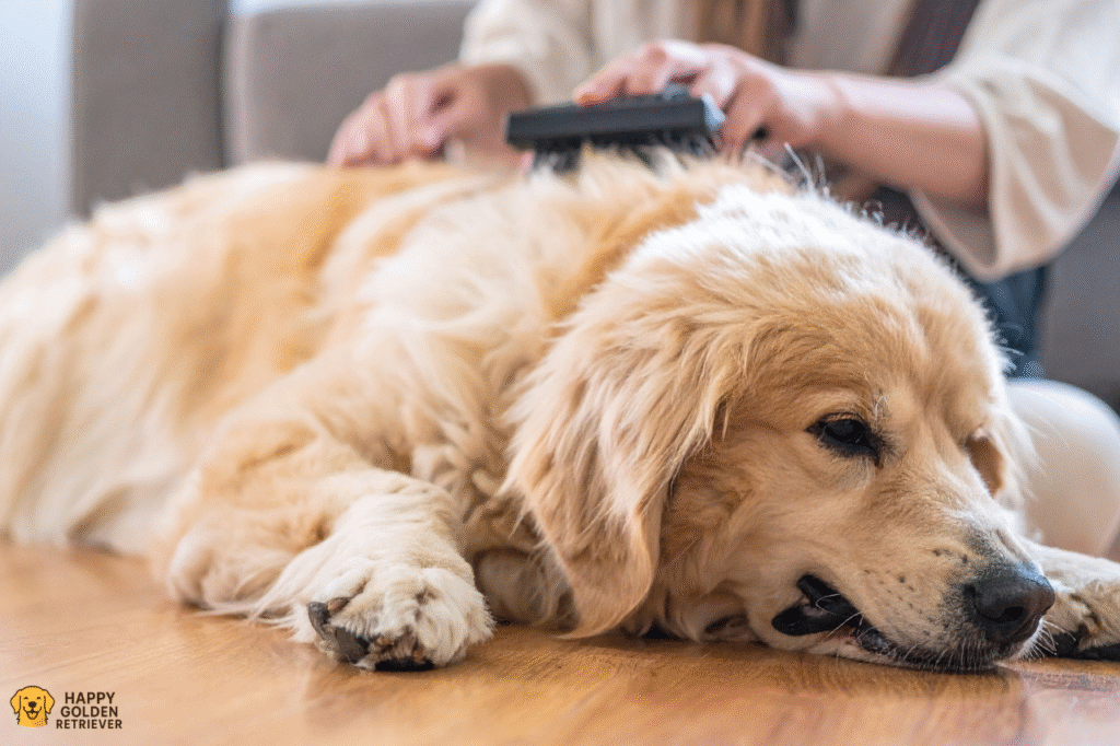 Golden Retriever Grooming