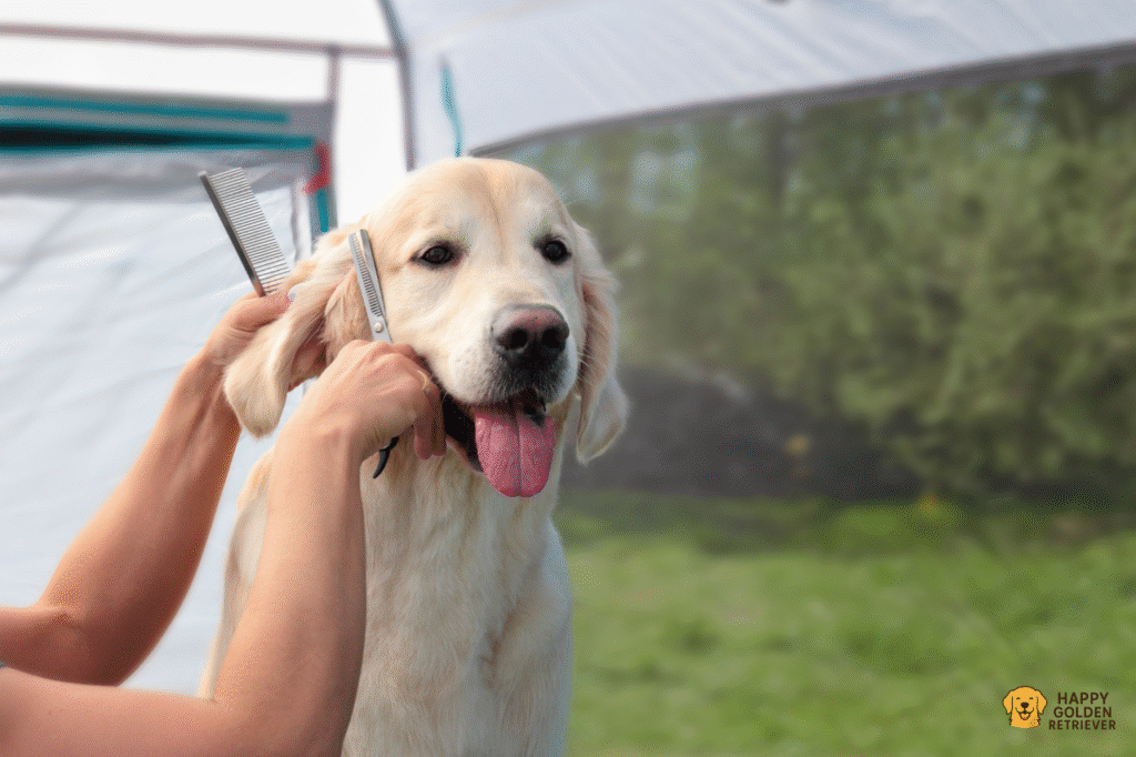 Golden Retriever Grooming