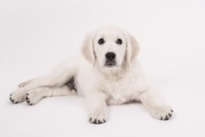 Read more about the article English Cream Golden Retrievers Explained: Temperament, Care & What Makes Them Unique