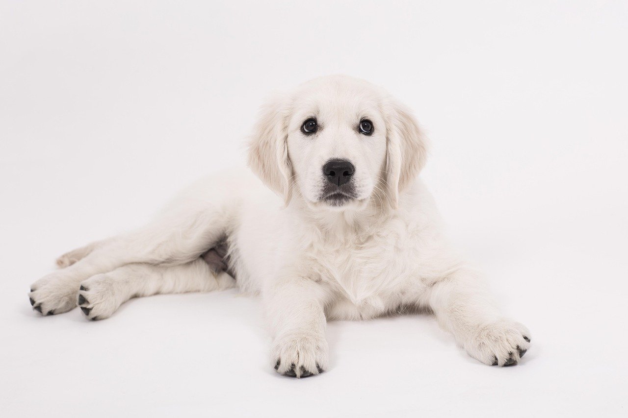 Read more about the article English Cream Golden Retrievers Explained: Temperament, Care & What Makes Them Unique