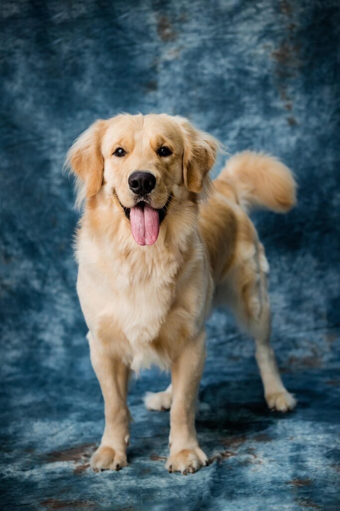 Mini Golden Retriever