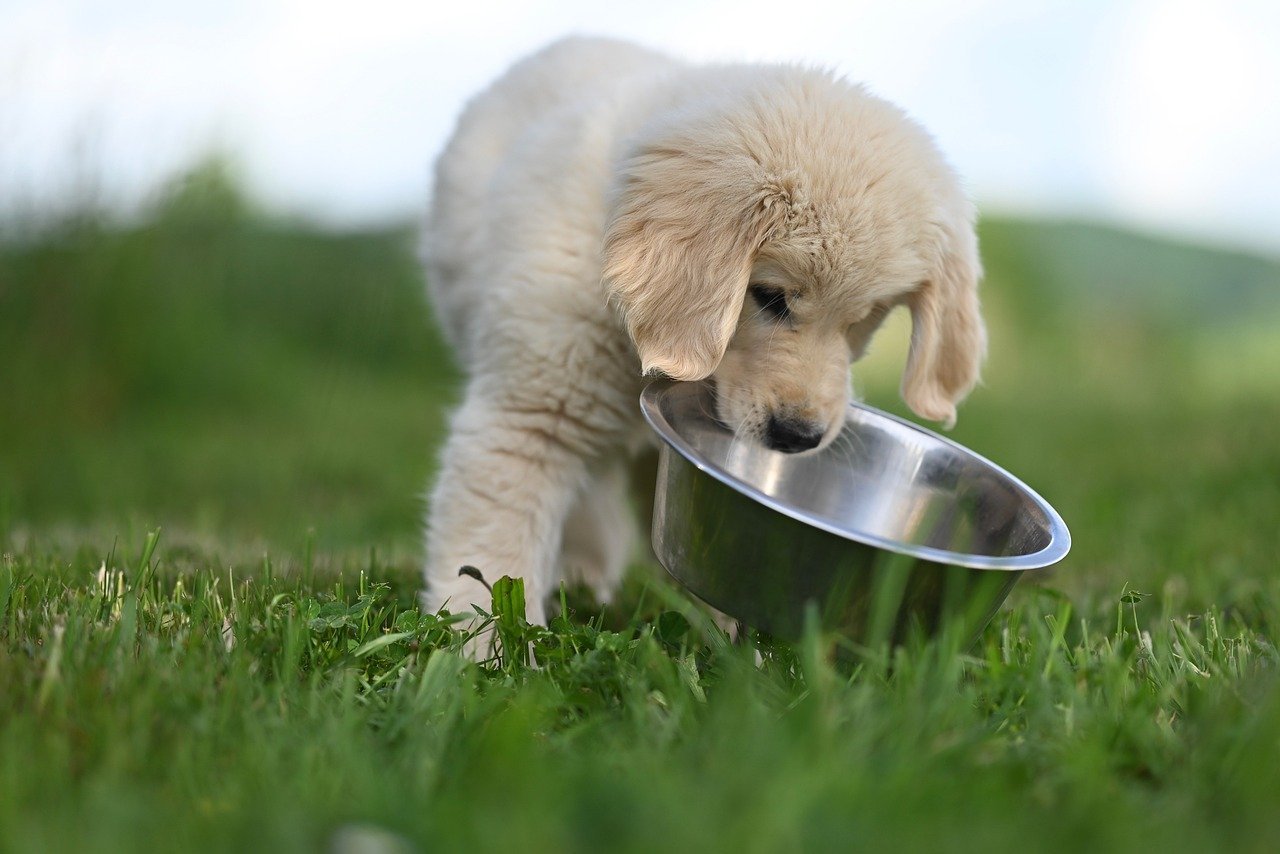 Read more about the article Yeti Boomer 4 vs 8: Which Dog Bowl Is Best for Your Golden Retriever?