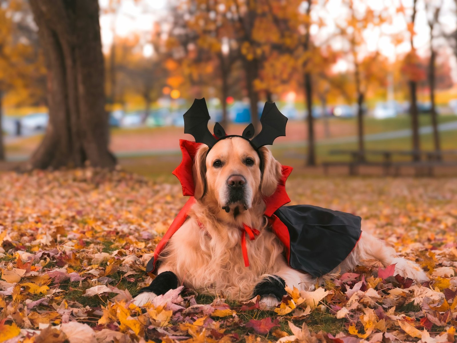 You are currently viewing 🎃 15 Adorable Golden Retriever Halloween Costume Ideas That’ll Steal the Show