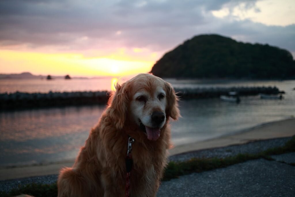 Dog Friendly Vacations