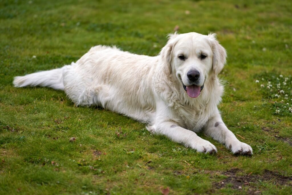 English Cream Golden Retriever