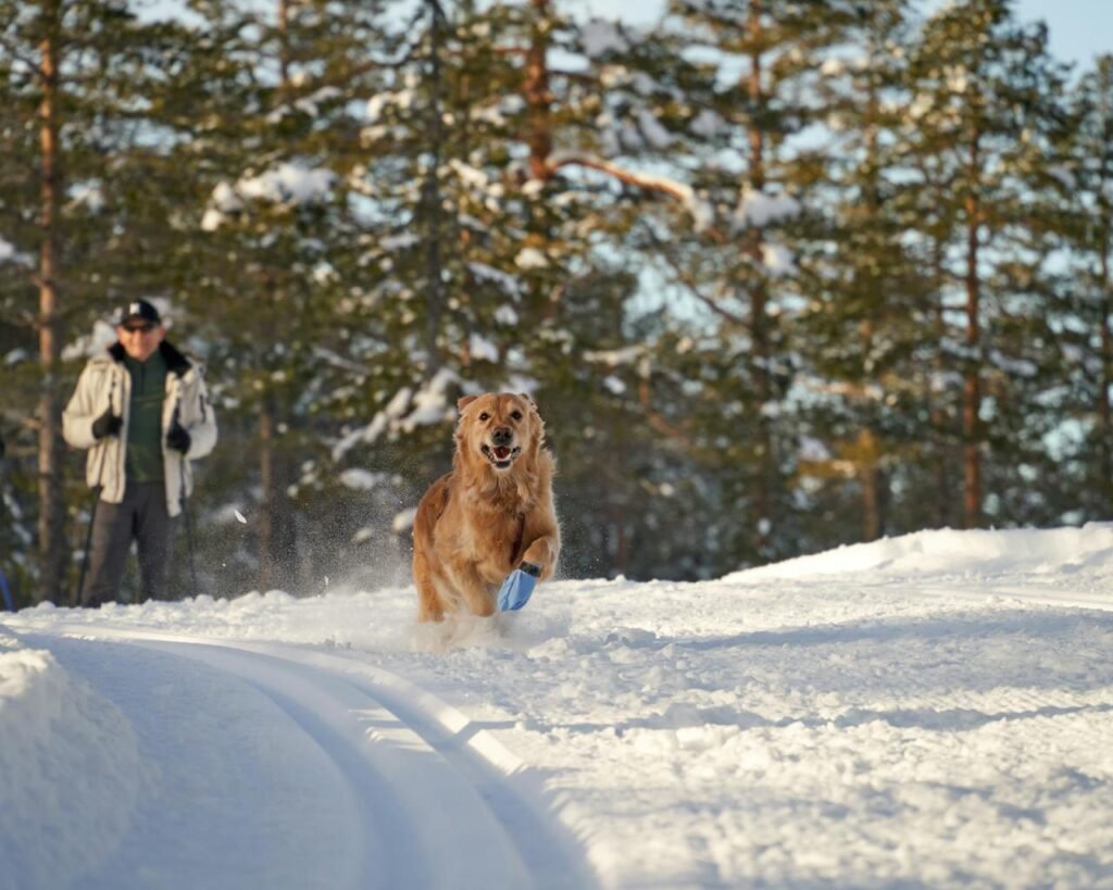 Hiking Gear For Dogs