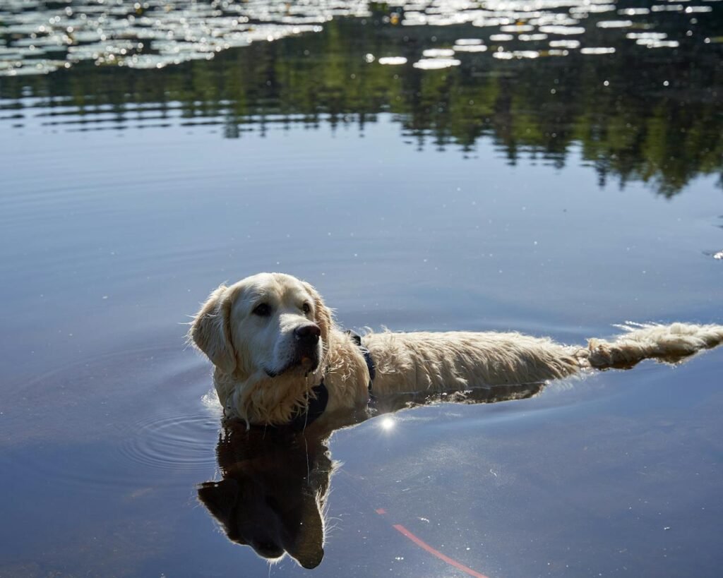 Best Dog Cooling Mat