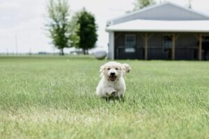 Read more about the article Getting a Golden Retriever Puppy: The Joy, the Chaos, and Everything in Between