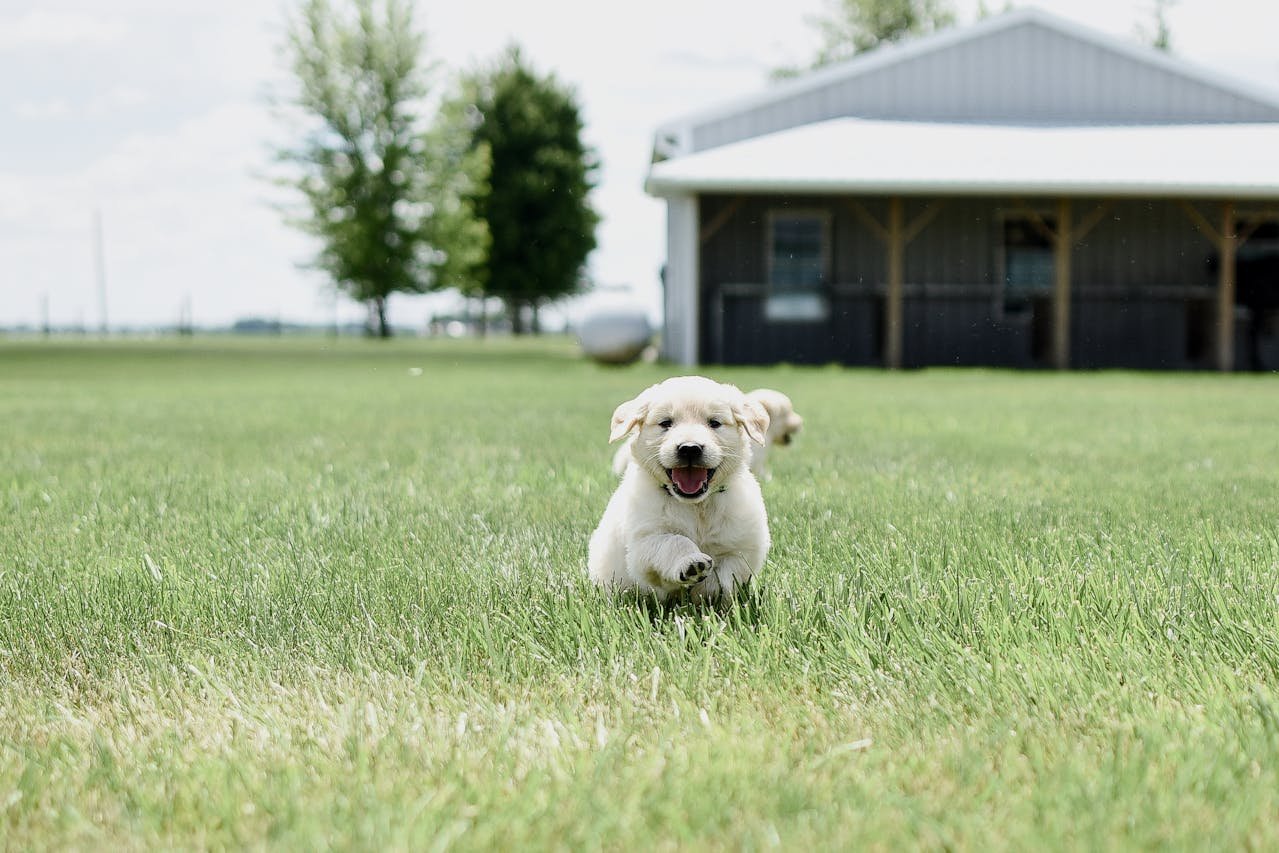 You are currently viewing Getting a Golden Retriever Puppy: The Joy, the Chaos, and Everything in Between