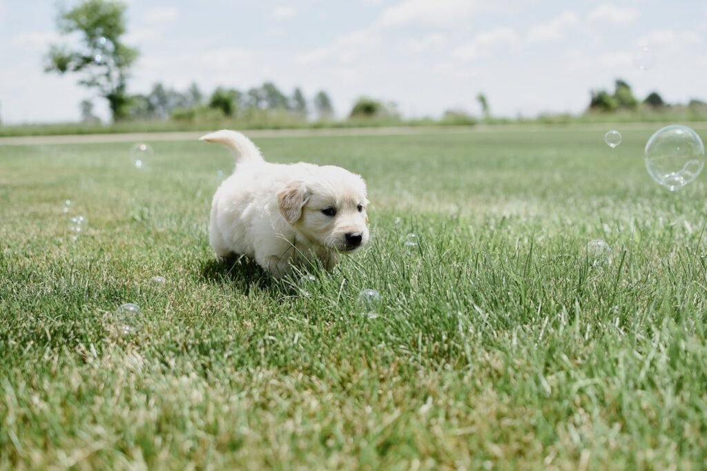 Getting a Golden Retriever Puppy