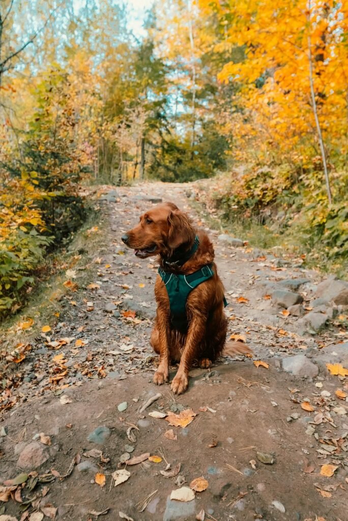 Hiking Gear for Dogs