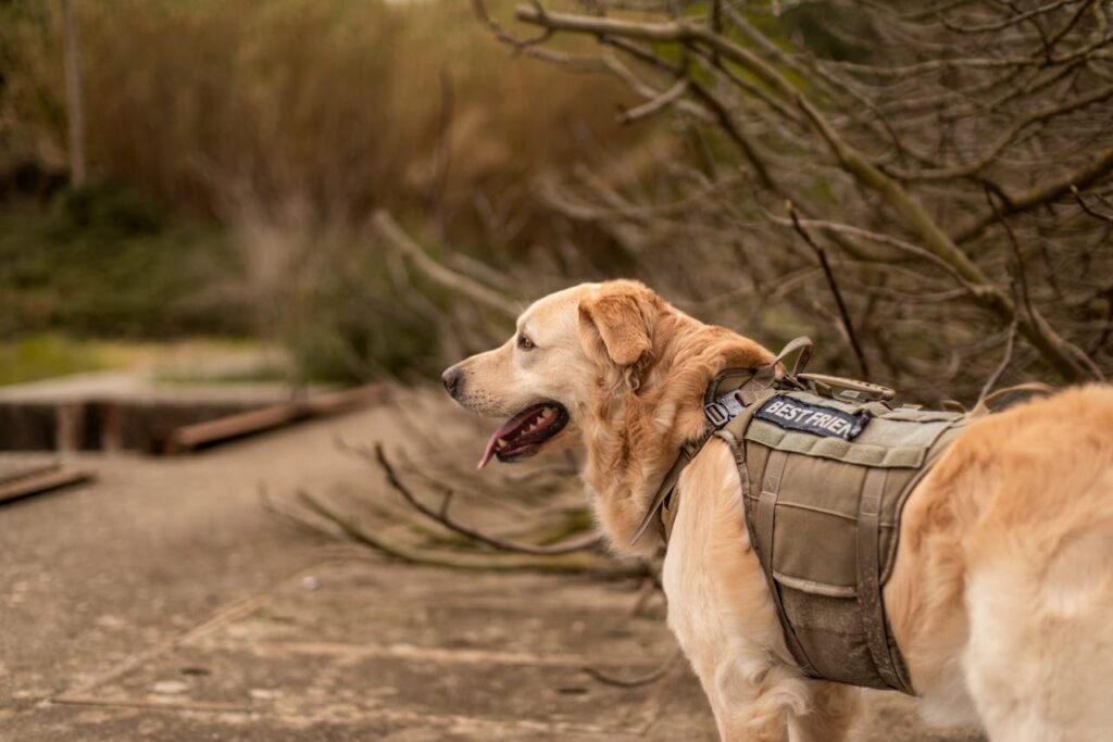 Hiking Gear for Dogs