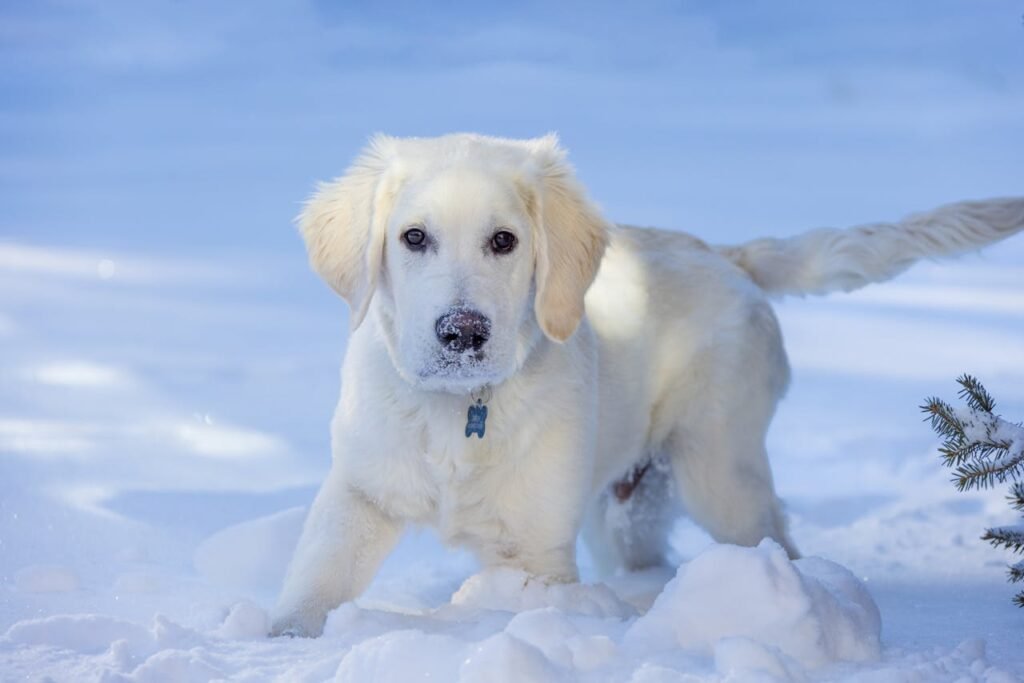 English Cream Golden Retriever