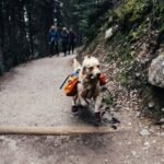 The Best Hiking Gear for Dogs: What My Golden Retriever Can’t Hike Without