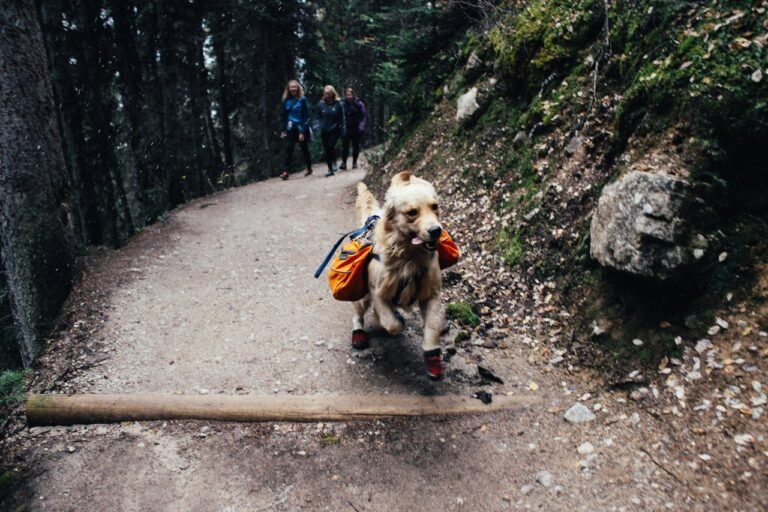 Hiking Gear For Dogs