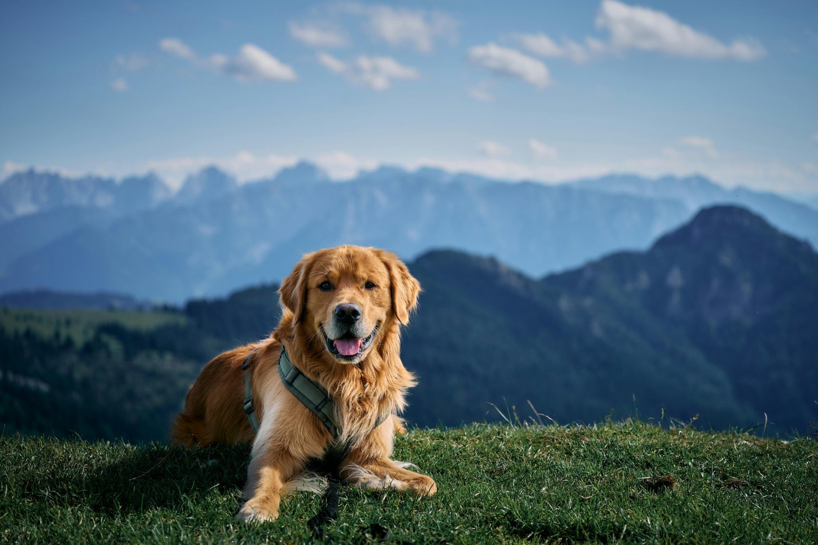 Read more about the article Dog Friendly Vacations in Europe: 25 Pawsome Getaways for You and Your Pup