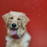 Mini Golden Retriever vs Standard Golden Retriever: Key Differences