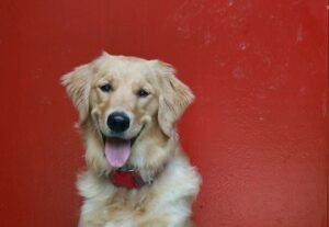 Read more about the article Mini Golden Retriever vs Standard Golden Retriever: Key Differences