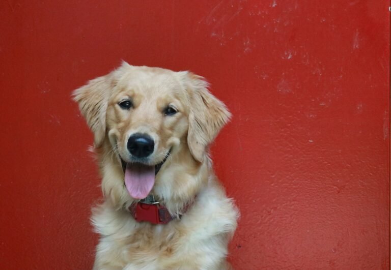 Mini Golden Retriever