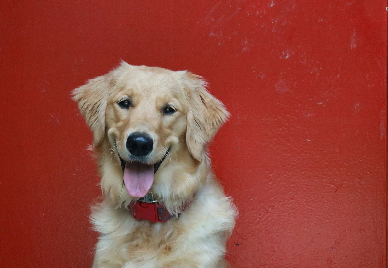 You are currently viewing Mini Golden Retriever vs Standard Golden Retriever: Key Differences