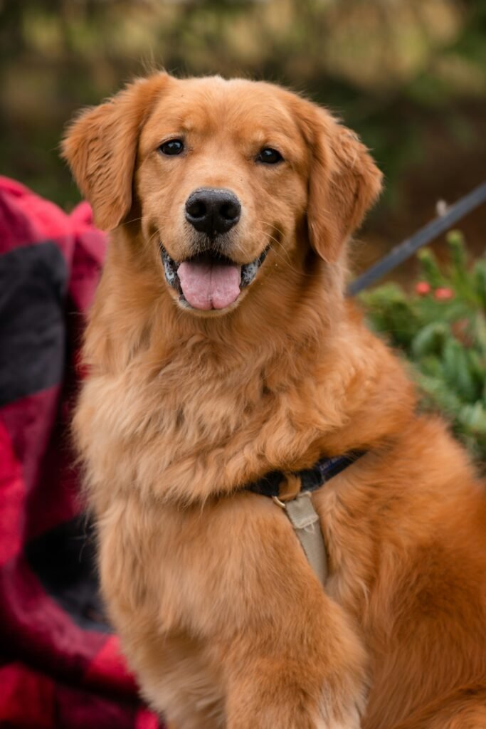 Mini Golden Retriever
