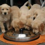 The Ultimate Golden Retriever Nutrition Guide: Best Foods, Supplements, and Feeding Tips