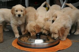 Read more about the article The Ultimate Golden Retriever Nutrition Guide: Best Foods, Supplements, and Feeding Tips