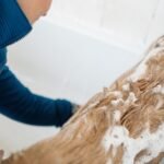How Often Should You Bathe a Golden Retriever: The Ultimate Owner’s Guide