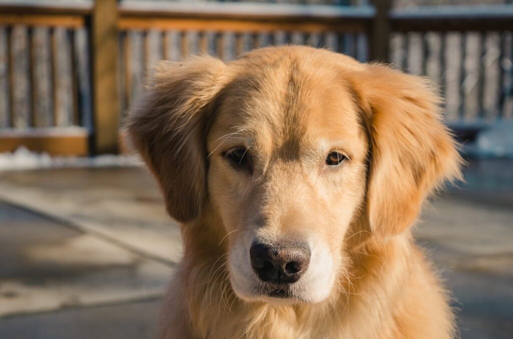 how often should you bathe a golden retriever
