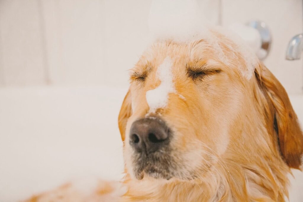 how often should you bathe a golden retriever