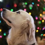 Christmas Presents for Your Dog: 20 Fun, Safe, and Enriching Gift Ideas for Every Pup