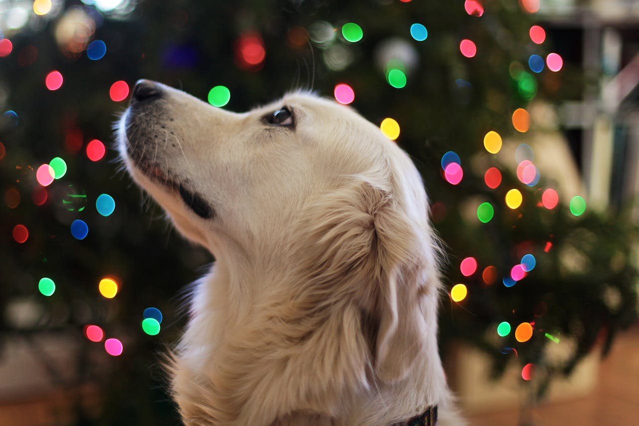 You are currently viewing Christmas Presents for Your Dog: 20 Fun, Safe, and Enriching Gift Ideas for Every Pup
